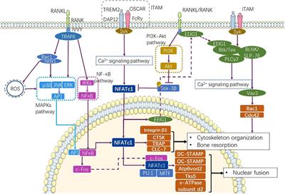 Frontiers | The Potential Role of RP105 in Regulation of 